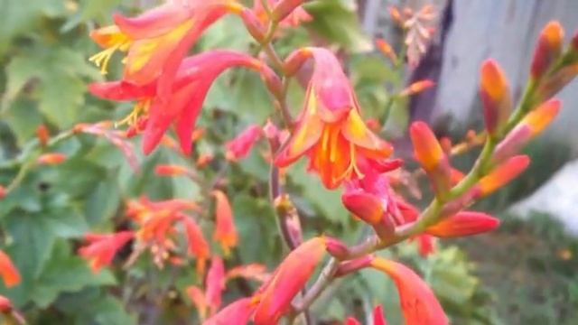 Китайский гладиолус ( Chinese gladiolus ) смотреть онлайн