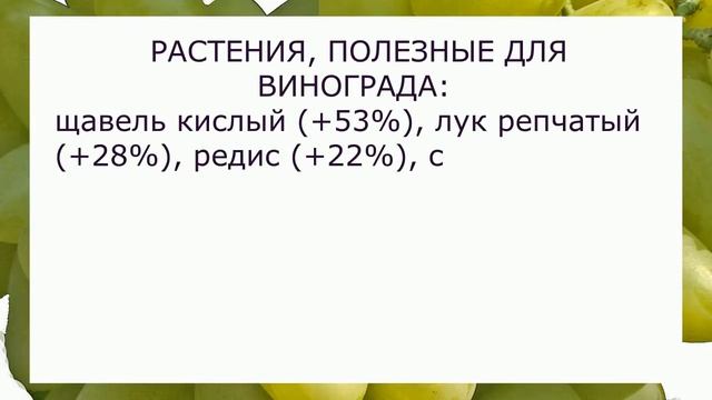 @Растения соседи винограда: помидоры, перцы и др. смотреть онлайн