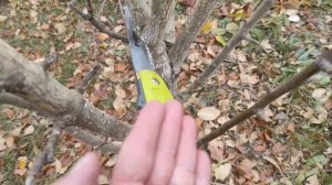 Обрезка колоновидных яблонь.