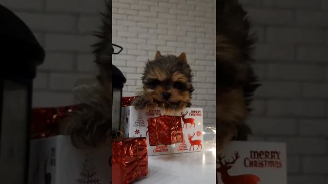 шоколадный йорк девочка смотреть онлайн