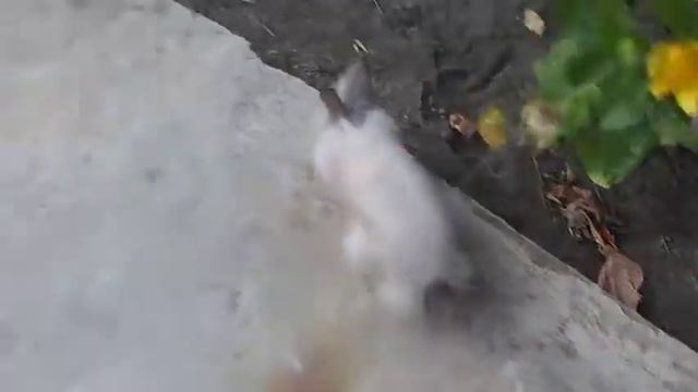 Прогулка у кролика.. Пыталась сбежать.. смотреть онлайн