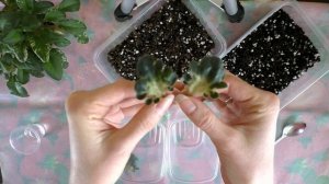 Эксперимент с торфом Агробалт С | Укоренение листьев фиалки в Агробалт С и Greenworld