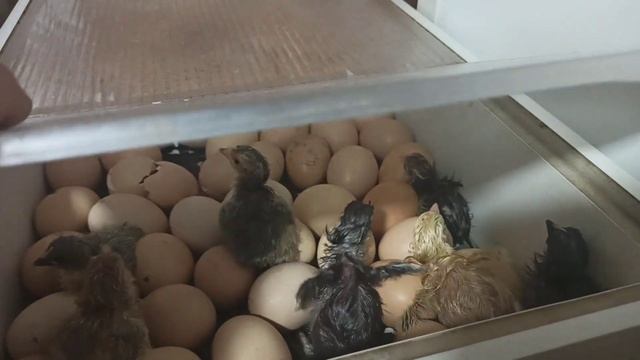 Проверка инкубатора закончена . Можно приступать к инкубации смотреть онлайн