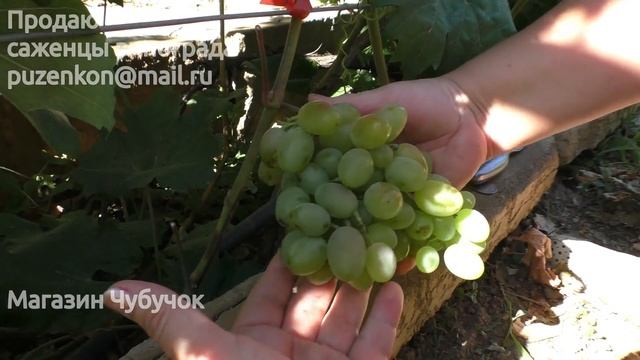 Виноград Золотое руно- селекция Писанка О.М., участок Пузенко Натальи Лариасовны смотреть онлайн