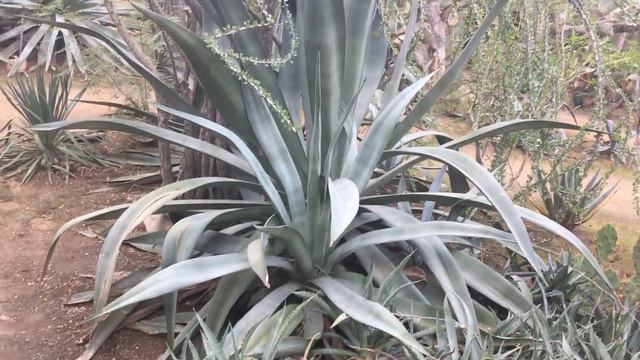 Cactus Gardens In Palm Spring! Кактусы Америки !