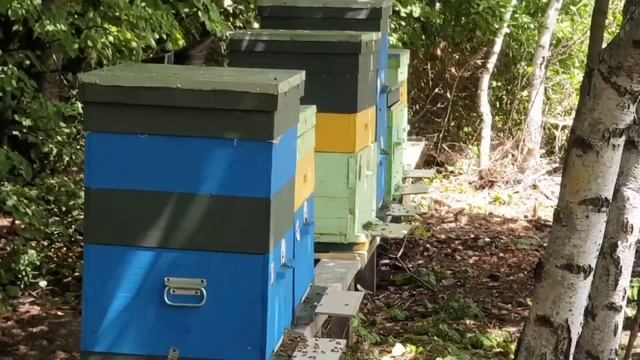 Мед. Сорвал спину. Немного о друзьях, товарищах. смотреть онлайн