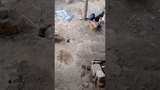 перечисляем цыплят,под общий навес ,жара +32