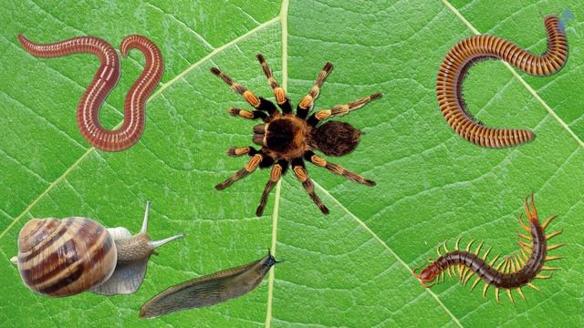 Насекомые для детей. Учим насекомых. Часть 1 смотреть онлайн