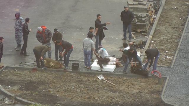 18+ Режут баранов на праздник во дворе дома смотреть онлайн