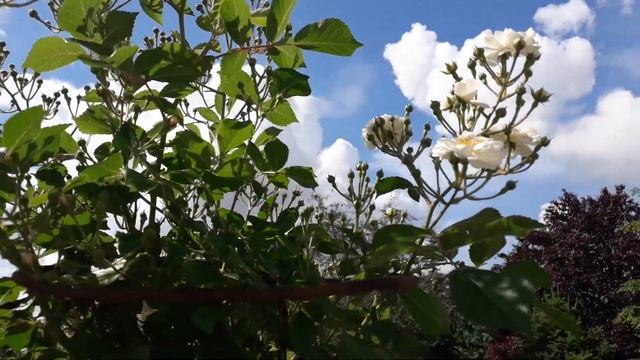 Розы Рапсодия ин блю, Сахара, Гирлянд да Мур, Мария Кюри, Лаваглют смотреть онлайн