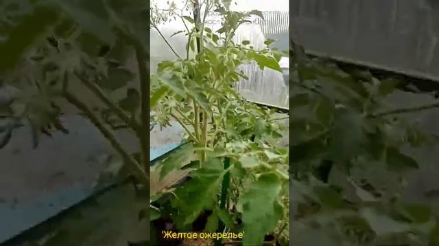 Цветение томата 'Желтое ожерелье' на 18 июня Сибирь. смотреть онлайн