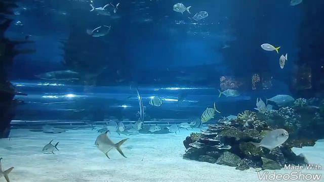 Будапештский "Тропикариум" смотреть онлайн