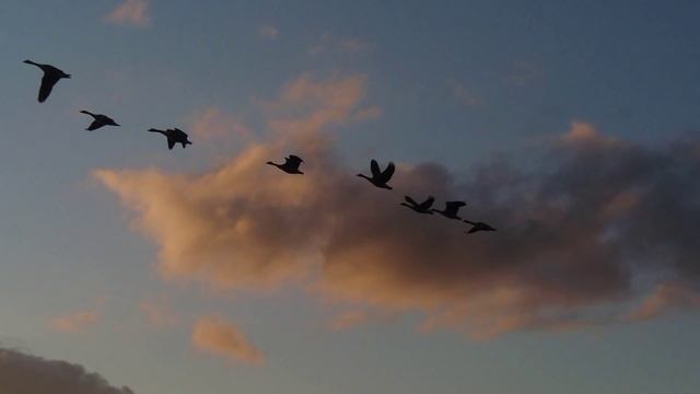 Haiku Bashō and Jew's harp. Мацуо Басё. Хайку и Варган 俳句と口琴 смотреть онлайн