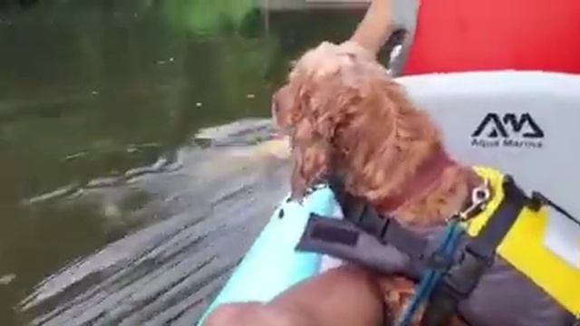 Dog in kayak reacts to horse and kid duo смотреть онлайн