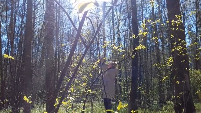 В Храме Природы. смотреть онлайн