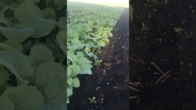 Самый рентабельный гибрид, сорт рапса ярового. Технология выращивания рапса часть 2. смотреть онлайн