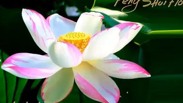 Лотос - цветок изобилия и счастья. смотреть онлайн