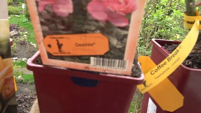 Розовая лихорадка! Новые розы селекции Тантау смотреть онлайн