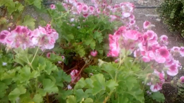Geranios En Flor