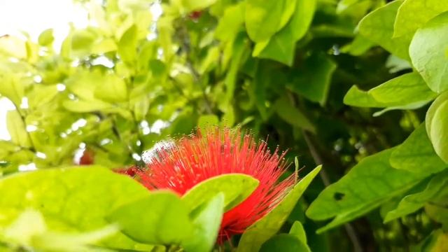 Powder puff plant / How to grow & care red powder puff flower plant/ How to grow calliandra plant смотреть онлайн