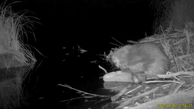 Учет бобров в Окском заповеднике смотреть онлайн