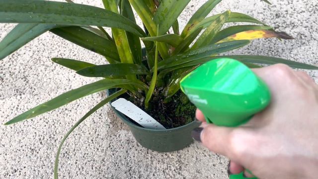 Orchid Garden Update, Orchids With Scale, How To Treat These Mealybugs 🤢November 7, 2022