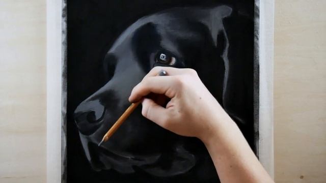 REALISTIC LABRADOR DRAWING PROCESS | How to Draw Fur on Black Paper - Shaymus Art смотреть онлайн