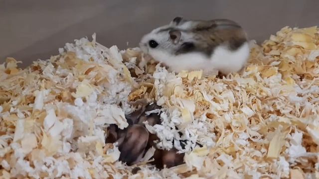 Хомячкам 7 дней/ Как растут хомячата/Hamster смотреть онлайн