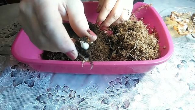 Размножение лилий чешуйками. Результат через месяц. смотреть онлайн