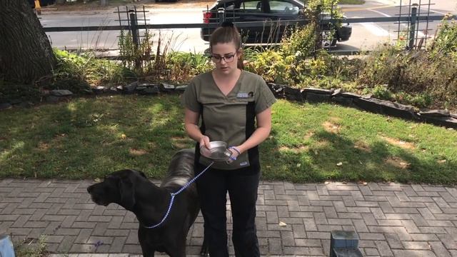 AVMA Task Video Project смотреть онлайн