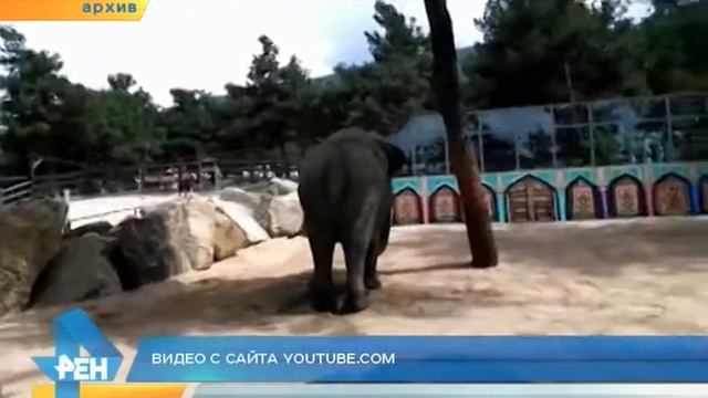 Слониха Чани носит дизайнерскую шаль смотреть онлайн