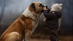 Клички для собак девочек: как назвать редким и красивым именем