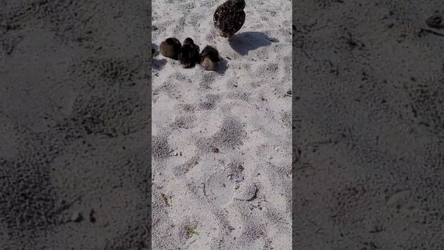 Утка и утята, птицы, животные