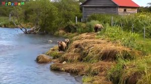 ►КАК ГОВОРЯТ ЖИВОТНЫЕ? Голоса и звуки диких животных. Учим животных и их голоса. Дикие животные