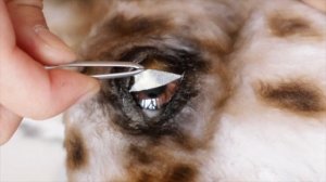 HOW TO MAKE A REALISTIC HOBBYHORSE