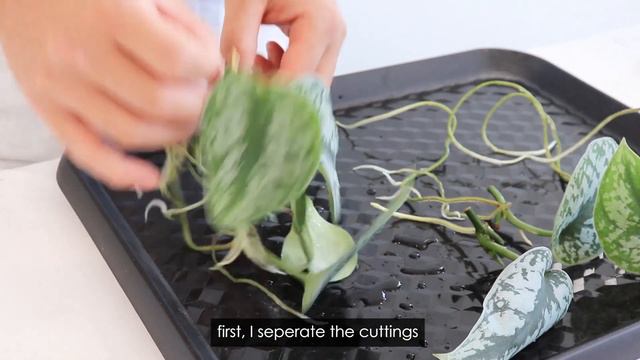 1month update for Propagating satin pothos in water, Transfer Scindapsus plant propagation to soil смотреть онлайн