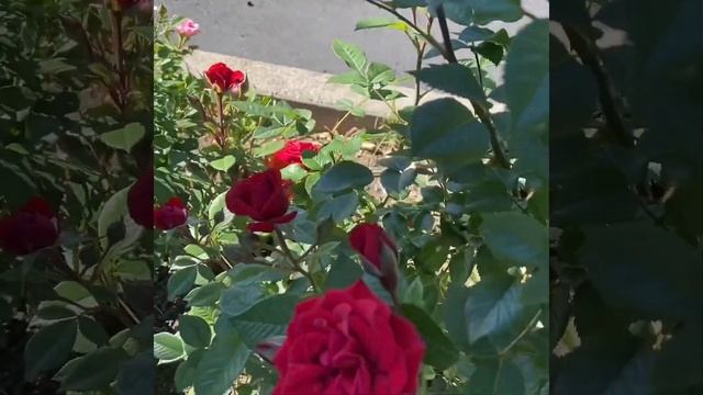 #Roses #Ingrid Bergman Rose #Hybrid Tea Rose Variety