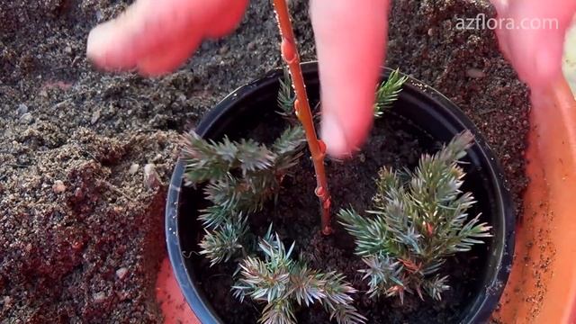 РАЗМНОЖЕНИЕ МОЖЖЕВЕЛЬНИКА | СЕКРЕТЫ ЧЕРЕНКОВАНИЯ ХВОЙНЫХ РАСТЕНИЙ смотреть онлайн