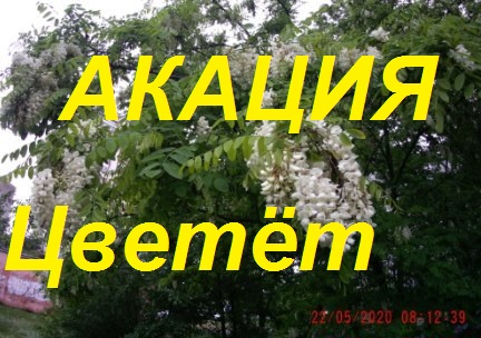 Час-X-пчелы готовы к взятку мёда с Белой акации.Вощина поставлена,матка изолирована. смотреть онлайн