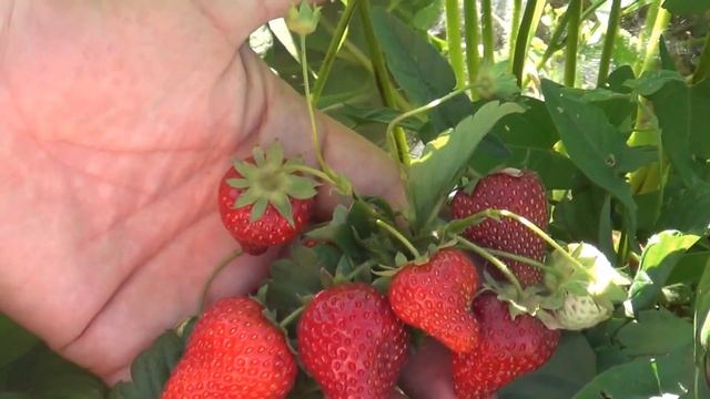 Высокоурожайная земляника СИРИЯ после шестого сбора (26-05-2018) смотреть онлайн