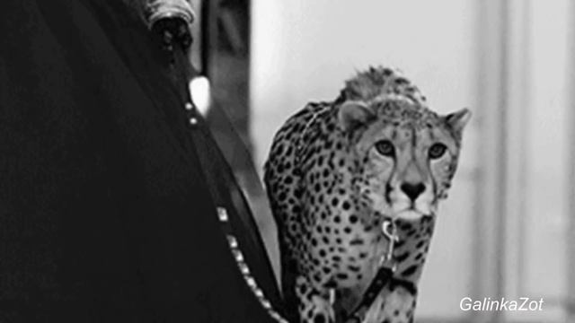 Погоняю лошадей- исп.Эдуард Хуснутдинов монтаж Галина Зотова.mp4 смотреть онлайн