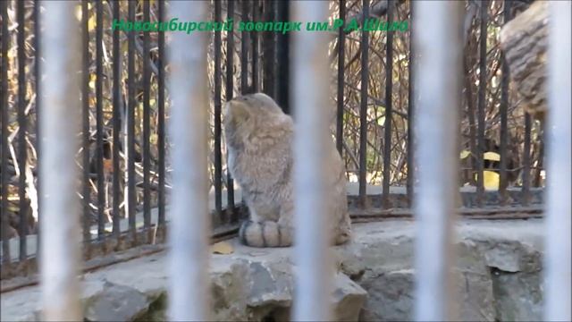 Котята манулов подросли и уже началась самостоятельная жизнь 14.10.2022 смотреть онлайн