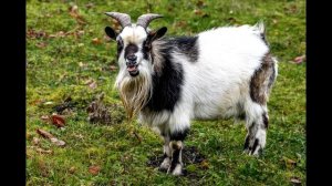 Звук животного: козел