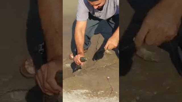 Узбеистан .ХОРАЗМ ИЛАН БАЛЫК .ЗМЕЙ РЫБА смотреть онлайн