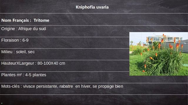 Kniphofia uvaria [Fiche Technique] смотреть онлайн