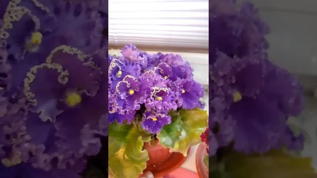 Прелестная малышка фиалка. Кудрявый океан. смотреть онлайн