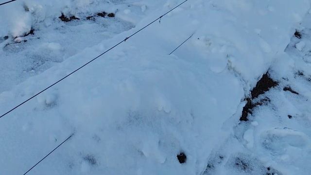 как у меня зимует виноград на Дальнем Востоке ( Хабаровск). смотреть онлайн