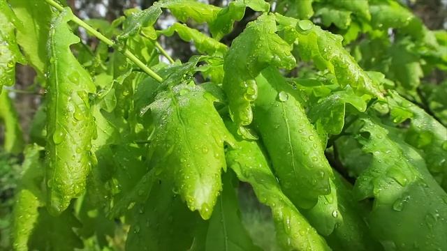 Прогулка с фотоаппаратом по весеннему лесу. После дождя смотреть онлайн