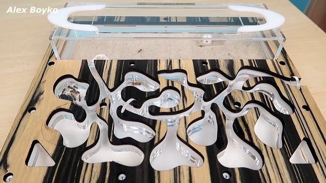 Оставил Муравьев и уехал на 10 дней! Что с ними случилось? Alex Boyko смотреть онлайн