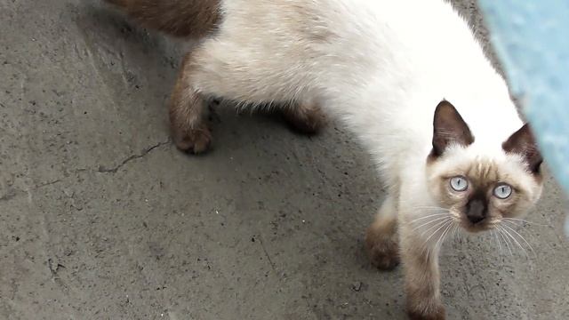 Сиамская кошечка первый раз увидела видеокамеру смотреть онлайн